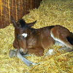 At home-Newborn foal