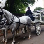 white funeral horses