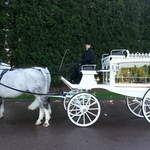 Funerals-White horse drawn hearse