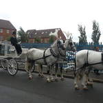 Funeral-team 4 white horses