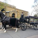 Funerals stunning black horses