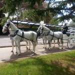 Funeral white hearse and 4 horses
