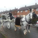 Funerals White and Black horses